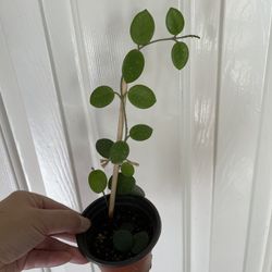 Beautiful Hoya Mathilde Plant 