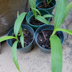 Spathoglottis (Purple Ground Orchid)