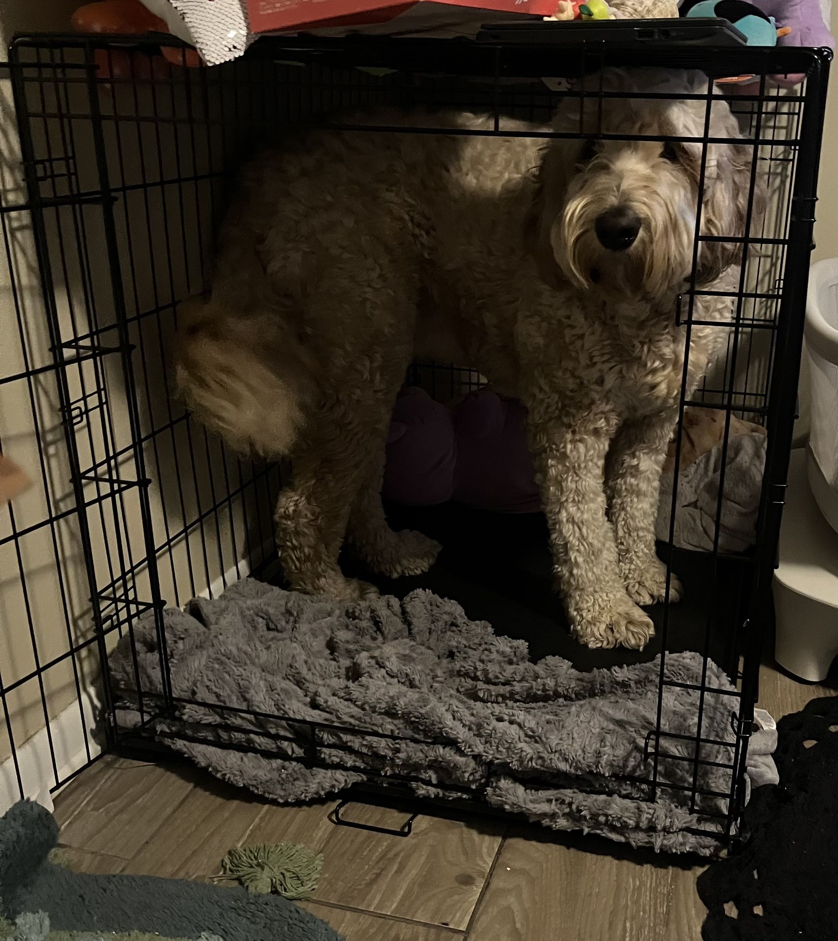 large animal crate