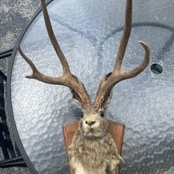 Wall Hanging
