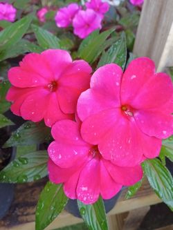 Beautiful Plants With Blooming Flowers 🌸$3