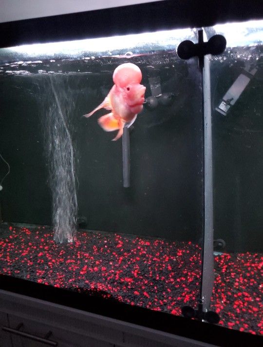 Fish Tank Aquarium Pecera Flowerhorn Fry