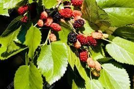 Early Bird Mulberry Tree!