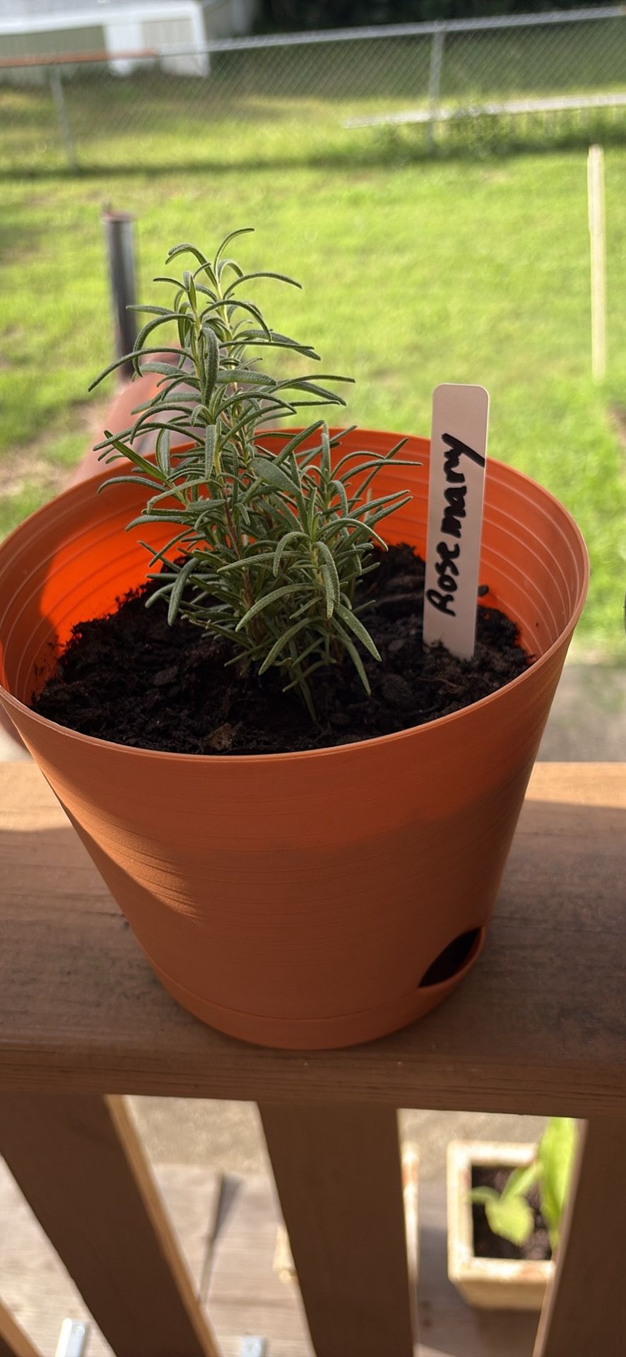 Rosemary
