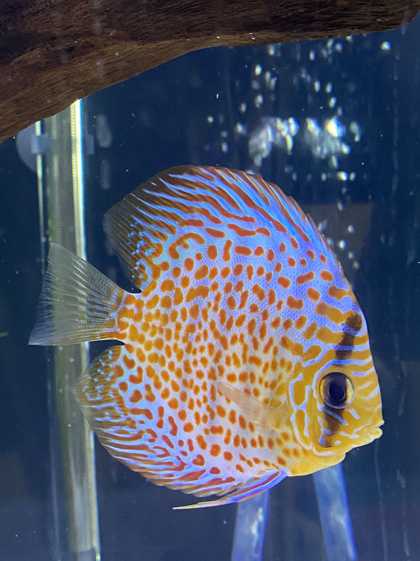 Discus Fish from Jack Wattley discus