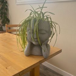 Real Plant With Pot