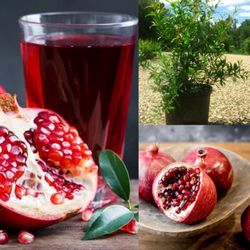 pomegranate  Dwarf  Trees  3gal Arboles  enanos  de granada Roja en 3gal