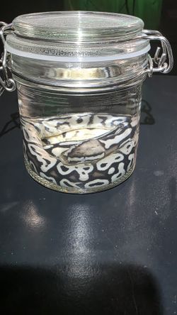 Ball Python Wet specimens. 2 available