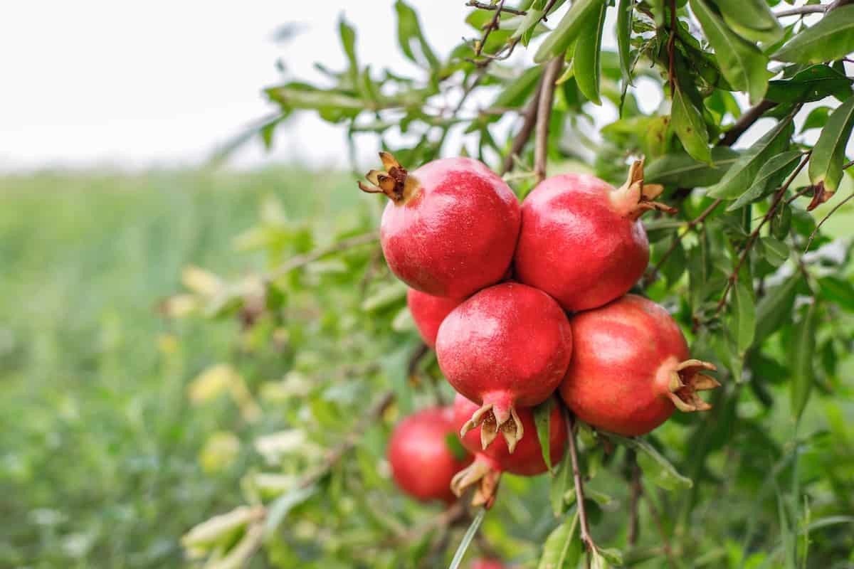 Angel Red Pomegranate Trees