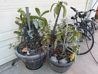 3 Plants $25 each