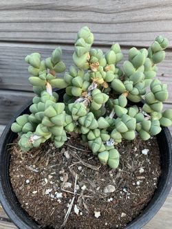 Ice Plant Succulent