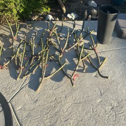 Plumeria Cutting White With Yellow Center Flower 