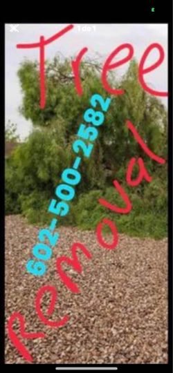 Treee rrelovall