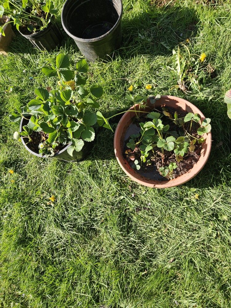 Strawberry Plants