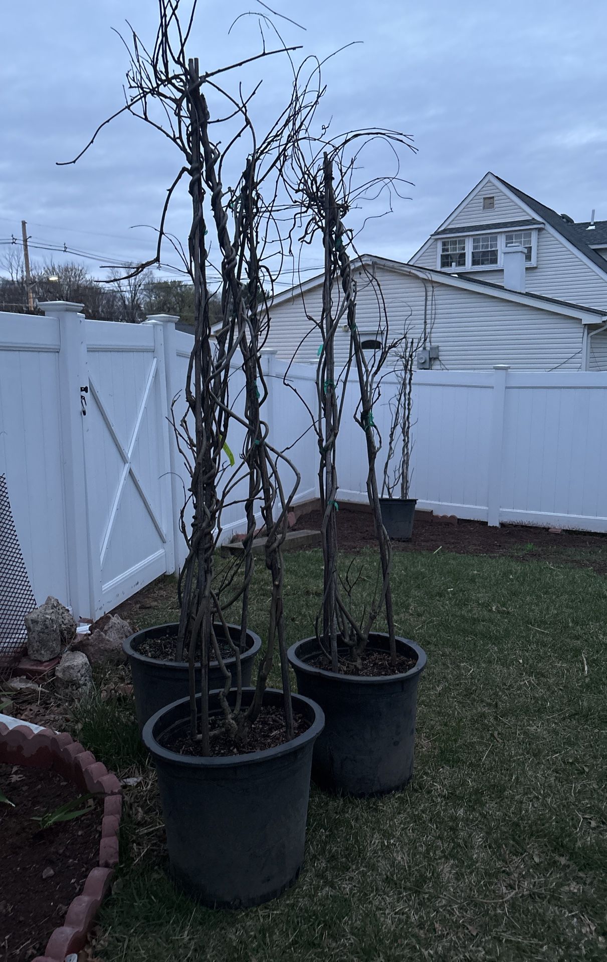 4 Wisteria Vines