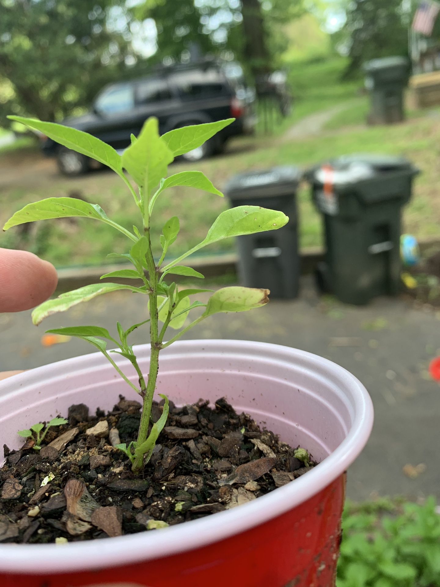 Organic Thai Chili Pepper Plants!