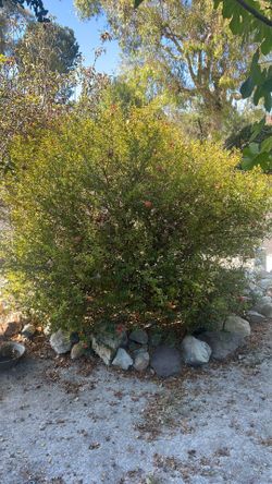 Pomegranate tree