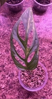 Monstera Adansonii Indo Mint