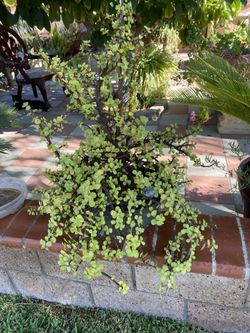 Planta Abundancia