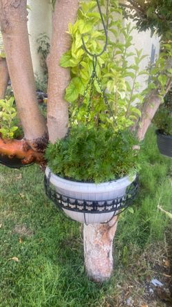 Dangle iron  plant