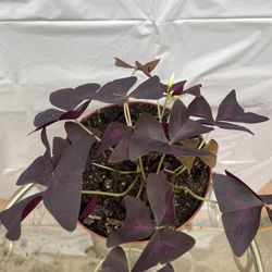 HERMOSAS PLANTAS NATURALES “SHAMROCK PLANT