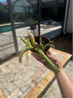 Lifesaver cactus