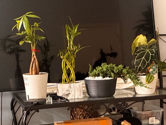 Small trees, money tree, and other