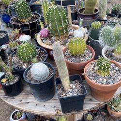 Cactus 🌵