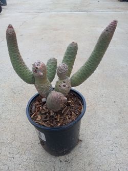 Cactus Enano Dwarf  decorative  6.00 Dlls