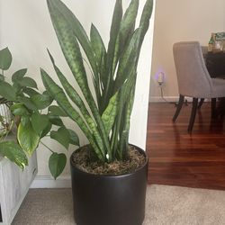Tall Snake Plant in Decorative Black Planter