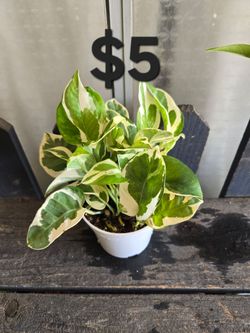 4" njoy Pothos Plant