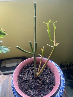 Firesticks Pencil Cactus