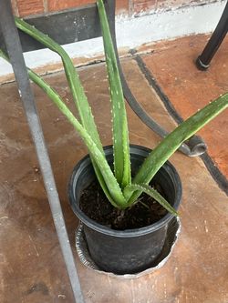 Aloe Vera Plants Garden