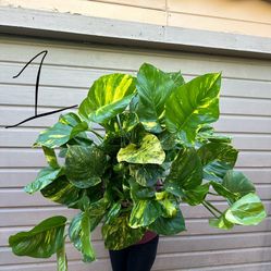 10” Massive Hawaiian Pothos