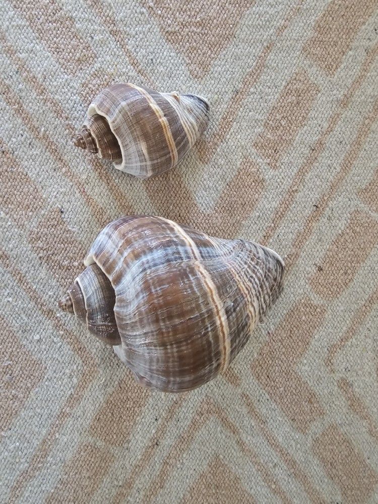 #Shells