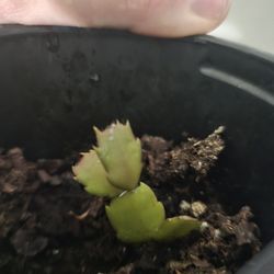 Christmas Cactus Rooted Clipping
