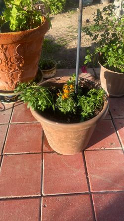 Big, Big Pot 8 Diferents Plants Dragons, Clavellinas, Claveles Amarillos, hollyhocks, and White Pepper Mints, 