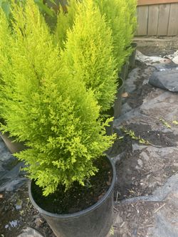 Lemon Cypress Trees