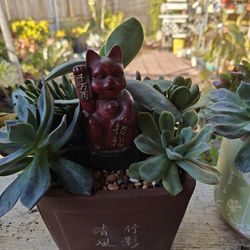 Beautiful Succulents Arrangements