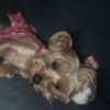 Addie