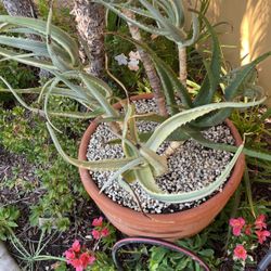 aloe