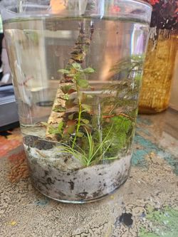 Mini filterless aquarium