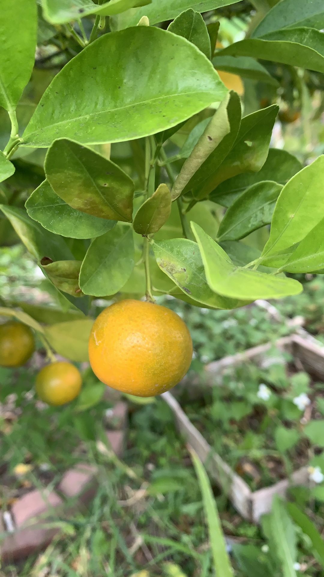 Kumquats Fresh. 5$/lb. Tắc Tròn Việt Nam