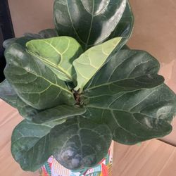Fiddle Leaf Fig Plant Live Plant Houseplants Houseplant in Decorative Ceramic Pot