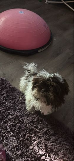 Purple Rug