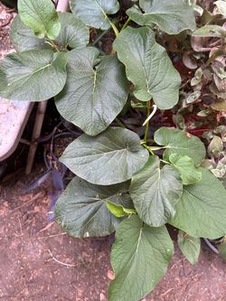Hoja santa
