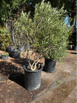Mediterranean Fruiting Olive Tree 15gal 4’