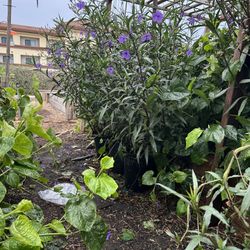 Purple Plant For Sale