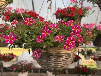 Hanging Flowers Baskets