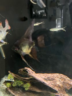 Fish tank dec